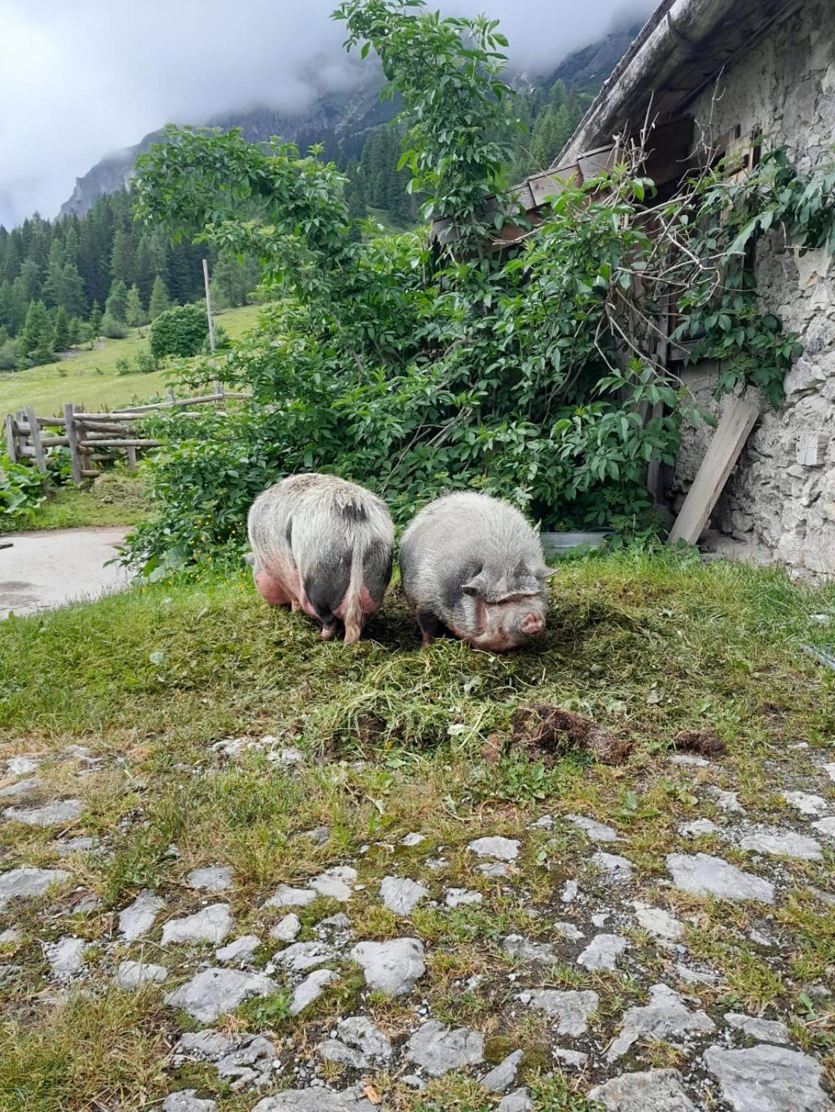 Appartement Familien-Bauernhof Neumoar à Sankt Johann im Pongau Extérieur photo